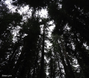 Armstrong Woods Canopy